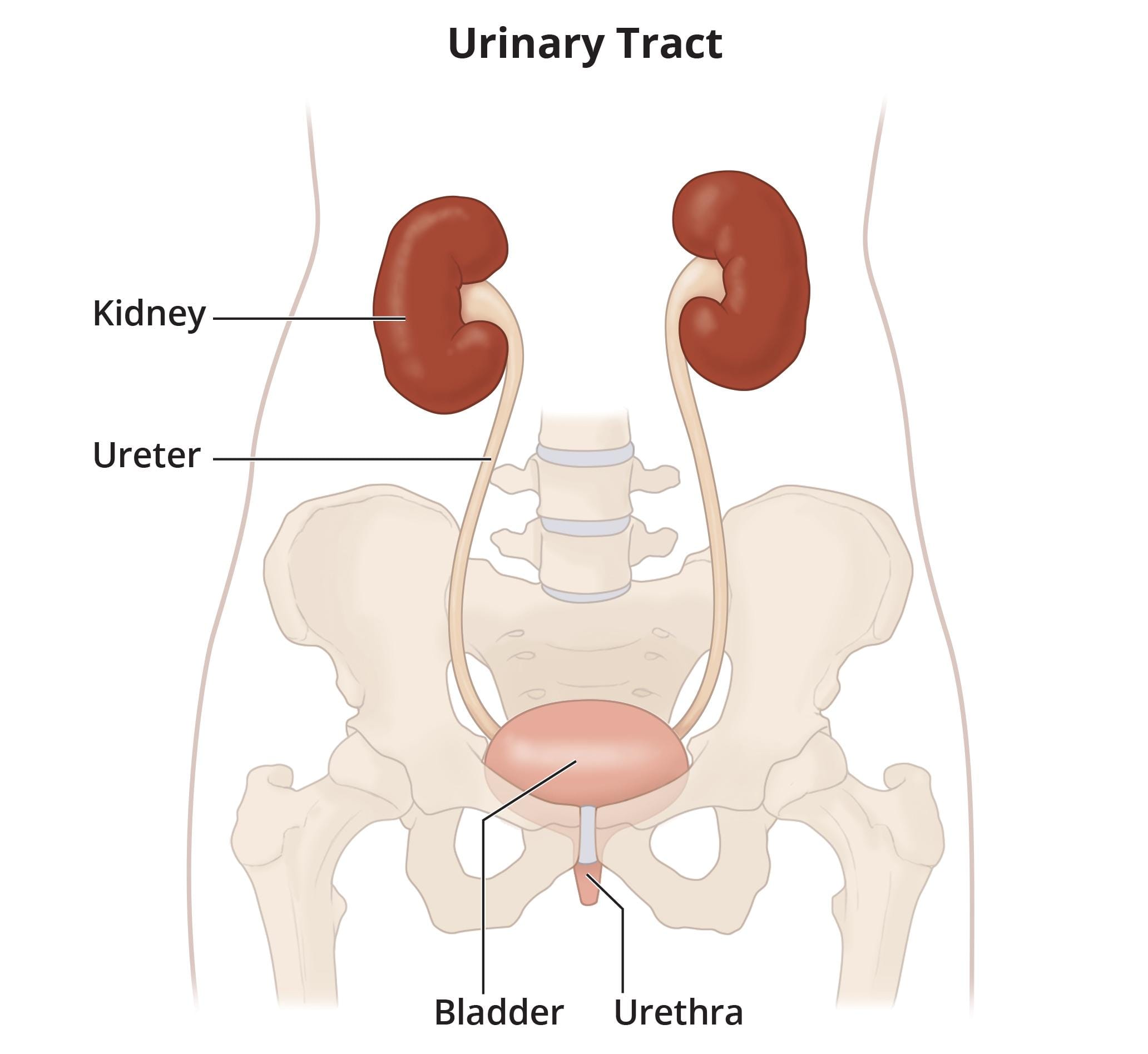 Urinary tract anatomy illustration